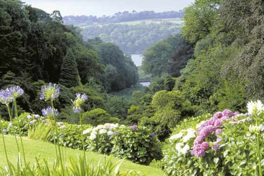 Trebah Garden, Cornwall