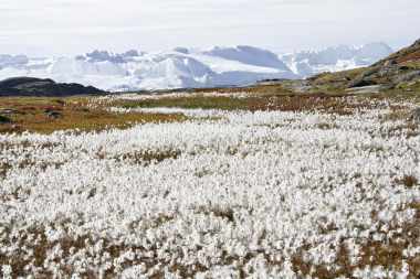 Premium Kreuzfahrt Rund um Baffin Bay mit Le Soléal