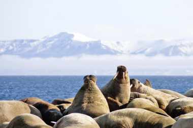 Naturschauspiele im Nordmeer mit MS Ortelius