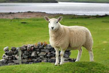 Best of Scotland