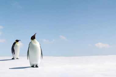 Classic Antarctica mit MS Plancius
