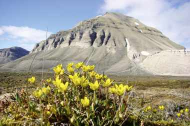 Von West nach Ost- Grönlands Berge und Fjorde entdecken mit MS Sea Spirit (Tour B)