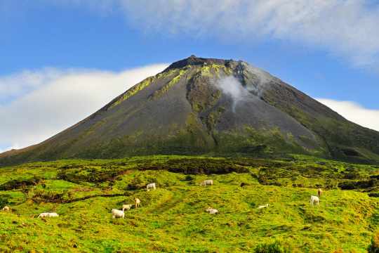 Pico