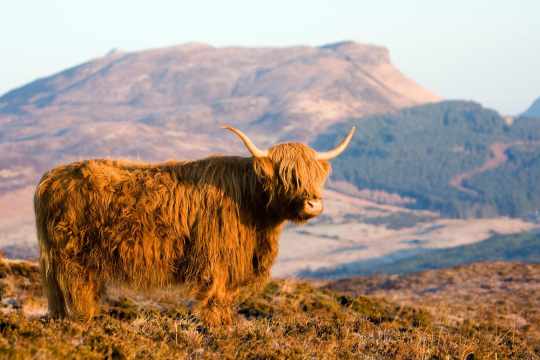 Hochlandrind