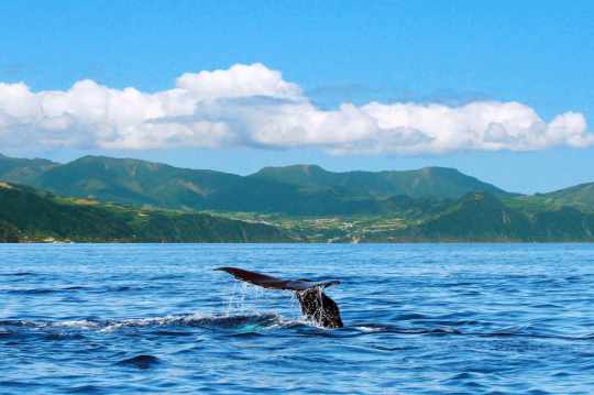 Whale watching, São Miguel