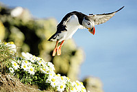 Papageientaucher auf Island