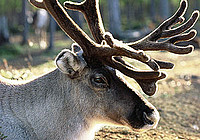 Rentiere sehen in Finnland